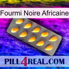 African Black Ant cialis1